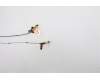Lenovo 5A30Z88163 Antenne FRU ACCY KITS ANT WWAN_MIMO